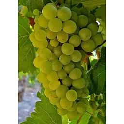 Саджанець Agro-Market Виноград Мускат Оттонель №1 (винний сорт, ранній термін дозрівання, має багатющий мускатний смак) 1 шт. в упаковці (44310) - мініатюра 3