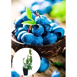 Саджанець Agro-Market Лохина (чорниця садова) Легасі (Legacy) (пізній термін дозрівання, один з найбільш високоврожайних сортів) 1 шт. в упаковці (20758) - мініатюра 2