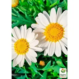Саджанець Agro-Market Аргірантемум La Rita White (контейнер №10 висота 15 см) (177095) 1 шт. в упаковці - мініатюра 2