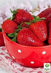 Саджанець Agro-Market Полуниця яскраво-червона Делішес (Delicious) (італійська селекція, преміальний супер ранній сорт) 5 шт. в пакуванні (38439) - мініатюра 3