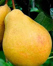 Саджанець Agro-Market Груша Дюшес літній (літній сорт, ранній термін дозрівання) (46260) 1 шт. в упаковці - мініатюра 3