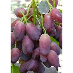 Саджанець Agro-Market Виноград Ягуар (ранній термін дозрівання, гроно велика 1500г і більше) 1 шт. в упаковці (25535) - мініатюра 3