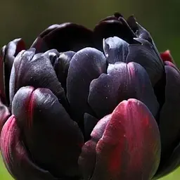 Тюльпан "Black Hero" (розмір 10/11, великий) (17267) 2 шт