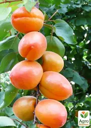 Саджанець Agro-Market Абрикос Вондер Кот (літній сорт, ранній термін дозрівання) 1 шт. в упаковці (61920) - мініатюра 2