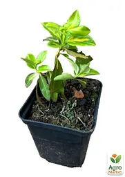 Саджанець Agro-Market Бересклет Форчун Sunspot (48505) - мініатюра 2