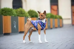 Курточка для собак Waudog Clothes, Рік та Морті 1, M50 - мініатюра 3