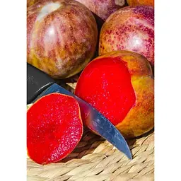 Саджанець Agro-Market Гібрид слива+абрикос Тріумф (солодкий, дуже врожайний сорт) 1 шт. в упаковці (184411) - мініатюра 2