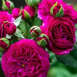 Троянда шрабова Agro-Market Purple Lodge (саджанець класу АА+) вищий сорт (187613) 1 саджанець в упаковці - мініатюра 2