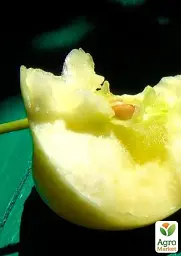 Саджанець Agro-Market Яблуня Білий налив (літній сорт, ранній термін дозрівання) 1 шт. в упаковці (17583) - мініатюра 3