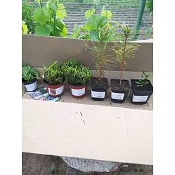 Саджанець Agro-Market Сосна Шотландська Scots Pine (швидкозростаюча) горщик P9 (52217) - мініатюра 3