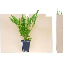 Саджанець Agro-Market Ялівець звичайний Хіберніка (Hibernica) горщик P9 (25861) 1 шт. в упаковці - мініатюра 2