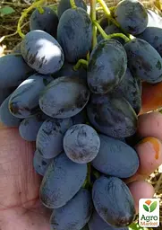 Саджанець Agro-Market Виноград Алвіка (велика соковита ягода, гроно більше 1000 гр, ранньо-середній) (51200) 1 шт. в пакуванні - мініатюра 2
