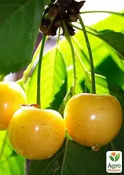 Черешня жовта Agro-Market "Дрогана жовта" укорінена в контейнері (саджанець 2 роки) (153202) 1 саджанець в упаковці - мініатюра 2