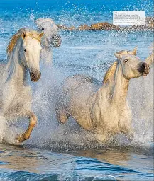 The Horse Encyclopedia (new edition) - мініатюра 8