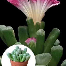 Літопси Agro-Market Живі Камені (Frithia Pulchra) (50778) 1 саджанець в упаковці (кімнатний) Нідерланди - мініатюра 3