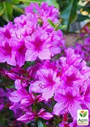 Саджанець Agro-Market Азалія Японська Блю Данубіа (Azalea japonica Blue Danube) C2 висота 20-50см (62285) - мініатюра 3