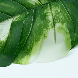 Штучне листя Engard Monstera Alba 78 см (TW-55) - мініатюра 6