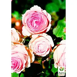 Троянда дрібноквіткова (спрей) Agro-Market Lady Bombastic саджанець класу АА+ вищий сорт 1 шт. в упаковці (37224) - мініатюра 3
