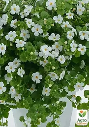 Бакопа ампельна Gulliver Dynamic White Agro-Market 1 саджанець в упаковці (52244) - мініатюра 2