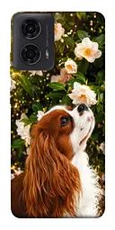 TPU чохол Demsky Flower spaniel для Motorola Moto G24