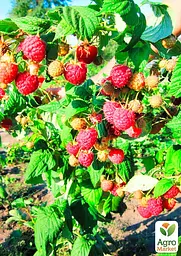 Саджанець Agro-Market Малинове дерево Богатир 1 шт. в пакуванні (37026) - мініатюра 2