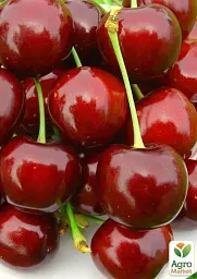 Саджанець Agro-Market Черешня Світхарт (літній сорт, середній термін дозрівання) 1 шт. в упаковці (35973) - мініатюра 2