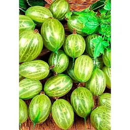 Саджанець Agro-Market Агрус Зелений Дощ (пізній термін дозрівання, морозостійкий сорт) 1 шт. в упаковці (46076) - мініатюра 2