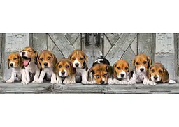 Пазл Clementoni High Quality Collection: Біглі (High Quality Collection - Beagles Panorama Puzzle - 1000 pcs.), 1000 ел. (панорама) (39869) - мініатюра 2