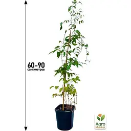 Саджанець Agro-Market Клематис 3-х рiчний Hakuookan С2 (60428) 1 шт. в упаковці - мініатюра 4