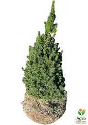 Саджанець Agro-Market Ялина канадська Daisy's White (ком/сітка) висота 60-70 см 1 шт. в упаковці (183039) - мініатюра 4