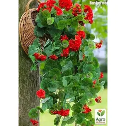 Саджанець Agro-Market Пеларгонія ампельна Ivy Deep Red (контейнер № 10 висота 10-20 см) (49106) 1 шт. в упаковці - мініатюра 3