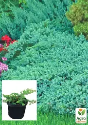 Саджанець Agro-Market Ялівець 3-річний почвопокровний Blue Pacific С3 діаметр 25-35 см 1 шт. в упаковці (62772) - мініатюра 2
