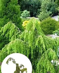 Саджанець Agro-Market Ялівець звичайний 4-х річний Horstmann Pendula С4, висота 70-90см (185127) 1 шт. в упаковці - мініатюра 2