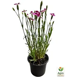 Саджанець Agro-Market Гвоздика Китайська карликова Pink Kisses (контейнер № 10 висота 10 см) (112677) 1 шт. в упаковці - мініатюра 2