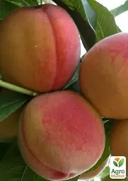 Саджанець Agro-Market Персик колоноподібний Пандора (медовий післясмак, середній термін дозрівання) 1 шт. в упаковці (120439) - мініатюра 2