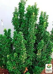 Саджанець Agro-Market Бересклет Японський Green Spire (50623) - мініатюра 2