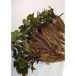 Саджанець Agro-Market Полуниця Альба (Alba) 5шт (ранній термін дозрівання, високопродуктивний сорт) (25717) - мініатюра 5