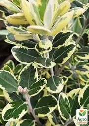 Метросідерос Variegata висота 50 - 60 см 1 саженець (182791) - мініатюра 2
