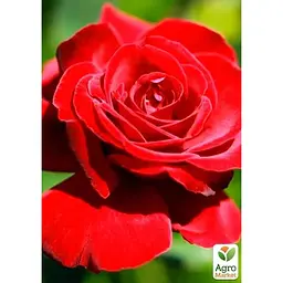 Троянда грунтопокривна Agro-Market Red Velvet 1 шт. в упаковці (17452) - мініатюра 2