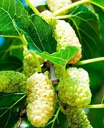 Саджанець Agro-Market Шовковиця великоплідна Стамбульська біла (літній сорт, середній термін дозрівання) (16184) 1 шт. в упаковці - мініатюра 2