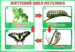 Тека вчителя. Зміни. 2 клас - - мініатюра 3