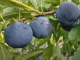 Саджанець Agro-Market Слива Дофі Сандра 1 шт. в упаковці (39975) - мініатюра 2