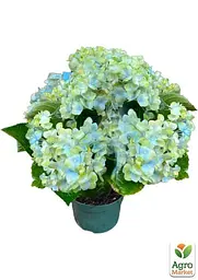 Саджанець Agro-Market LMTD Гортензія крупнолиста квітуча 3-х річна Magical Revolution Blue (30-40см) (62419) - мініатюра 2