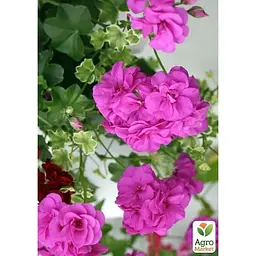 Саджанець Agro-Market Пеларгонія ампельна Big Amethyst (контейнер № 10 висота 10-20 см) (52161) 1 шт. в упаковці - мініатюра 2