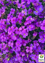 Саджанець Agro-Market Обрієта Purple Cascade (контейнер Р9) 1 шт. в упаковці (179195) - мініатюра 2