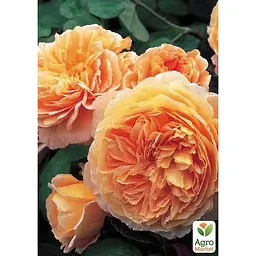 Троянда англійська Agro-Market Princess Margaret саджанець класу АА+ вищий сорт 1 шт. в упаковці (181453) - мініатюра 2
