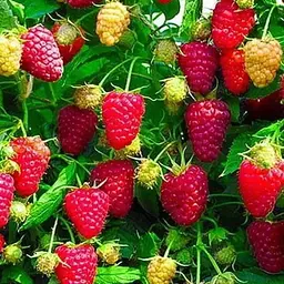 Малина Agro-Market "Діамантова" (ремонтантний великоплідний сорт) 1-річний саджанець (189482) 1 шт в упаковці