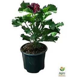 Саджанець Agro-Market Пеларгонія Королівська Aristo Black Velvet (контейнер № 10 висота 10-20 см) (49109) 1 шт. в упаковці - мініатюра 2