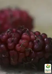 Саджанець Agro-Market Шовковиця великоплідна Стамбульська чорна (літній сорт, середній термін дозрівання) 1 шт. в упаковці (16186) - мініатюра 4