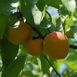 Саджанець Agro-Market Абрикос помаранчевий Кумир (Idol) (преміальний десертний сорт, ультраранній терміну дозрівання) 1 шт. в упаковці (51143) - мініатюра 2
